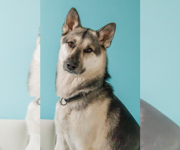 Medium Photo #3 German Shepherd Dog Puppy For Sale in Minneapolis, MN, USA
