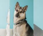 Small #2 German Shepherd Dog