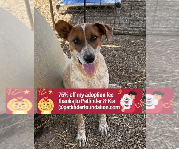 Medium Photo #1 Mutt Puppy For Sale in Bolivar, MO, USA