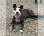 Small #8 American Pit Bull Terrier-Labrador Retriever Mix