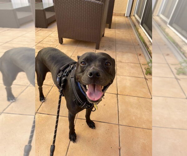 Medium Photo #2 American Bulldog-Unknown Mix Puppy For Sale in Miami, FL, USA