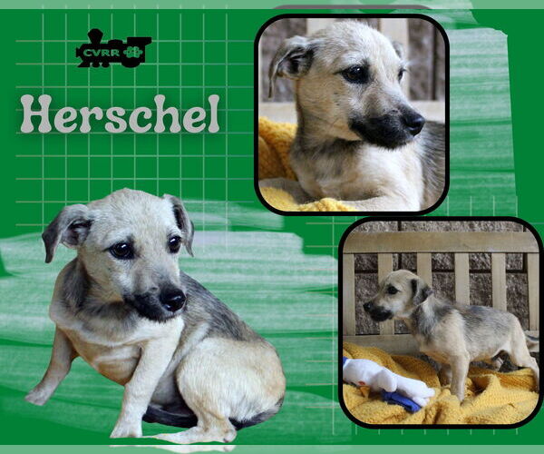 Medium Photo #1 Mutt Puppy For Sale in Lindsay, CA, USA