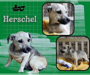 Mutt Dogs for adoption in Lindsay, CA, USA