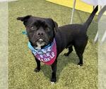 Small #1 Pug Mix