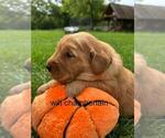 Small #18 Golden Retriever