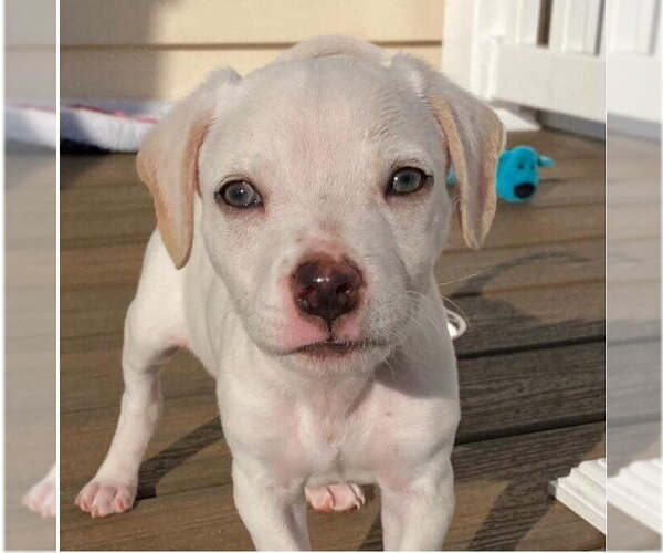 Medium Photo #7 Mutt Puppy For Sale in New York, NY, USA
