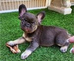 Small #6 French Bulldog