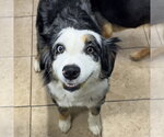 Small #1 Australian Shepherd