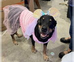 Small Photo #10 Rottweiler Puppy For Sale in Gilbert, AZ, USA