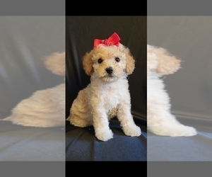 Poodle (Miniature) Puppy for sale in MANCHESTER, NH, USA