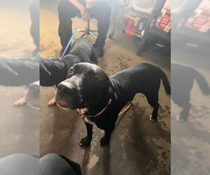 Medium Labrador Retriever