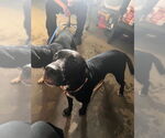 Small Labrador Retriever