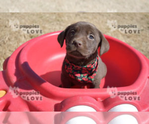 Labrador Retriever Puppy for sale in SANGER, TX, USA