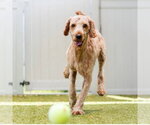 Small #3 Labrador Retriever Mix