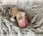 Small Photo #16 Poodle (Standard) Puppy For Sale in CONCORD, NC, USA