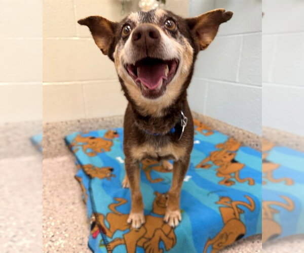 Medium Photo #1 ShiChi Puppy For Sale in Brighton, CO, USA