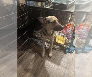 German Shepherd Dog Dogs for adoption in San Antonio, TX, USA