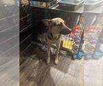 Small German Shepherd Dog