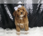 Small #2 Poodle (Toy)