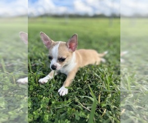 Chihuahua Puppy for sale in DADE CITY, FL, USA