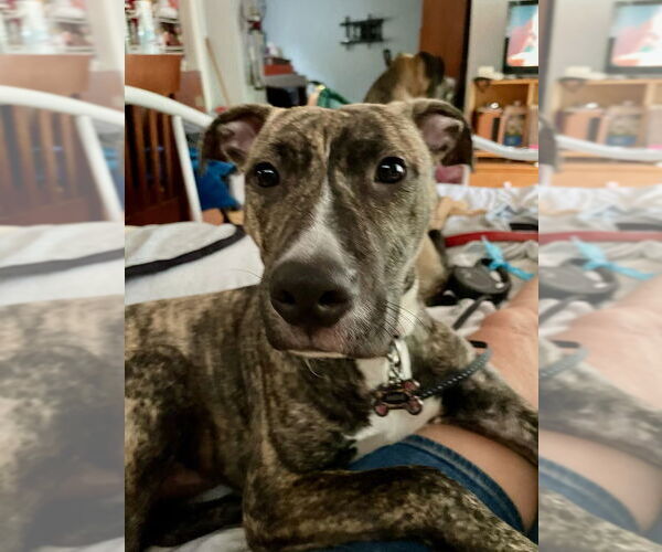 Medium Photo #3 Greyhound-Unknown Mix Puppy For Sale in Brewster, NY, USA