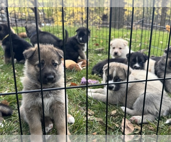 Medium Photo #18 German Shepherd Dog-Siberian Husky Mix Puppy For Sale in LANSING, MI, USA