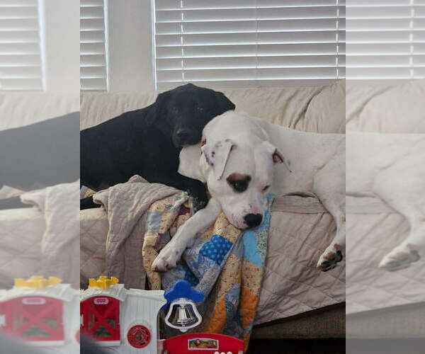 Medium Photo #3 American Pit Bull Terrier-Unknown Mix Puppy For Sale in Evansville, IN, USA