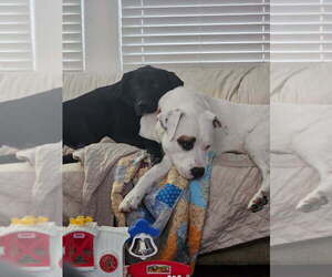Murphy - Male American Pit Bull Terrier-Unknown Mix Dog for Adoption - Photo #3