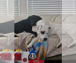 Small #2 American Pit Bull Terrier Mix