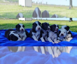 Border Collie Litter for sale in NORBORNE, MO, USA