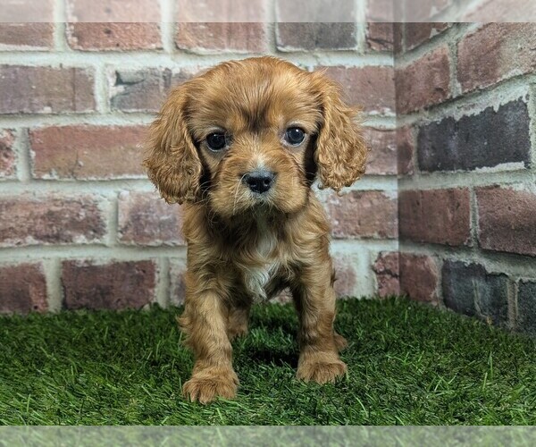 Medium Photo #5 Cavalier King Charles Spaniel Puppy For Sale in MOBERLY, MO, USA