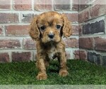 Small #4 Cavalier King Charles Spaniel