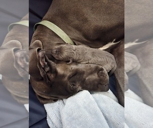 Mother of the Great Dane puppies born on 02/26/2025