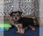 Small #1 Yorkshire Terrier