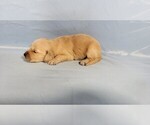 Small #7 Golden Retriever