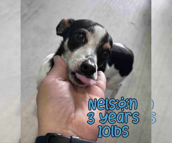 Medium Photo #1 Mutt Puppy For Sale in Woodbury, NY, USA