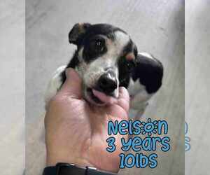 Mutt Dogs for adoption in Woodbury, NY, USA