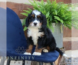 Bernedoodle (Miniature) Puppy for sale in NARVON, PA, USA