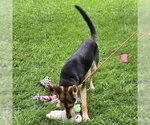 Small #1 German Shepherd Dog