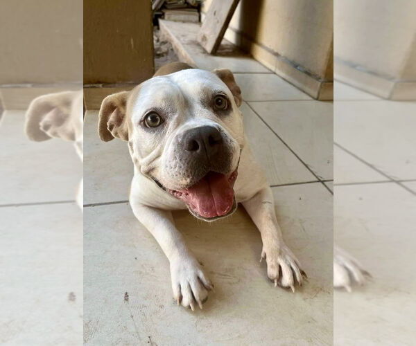 Medium Photo #3 Bulldog-Unknown Mix Puppy For Sale in San Diego, CA, USA