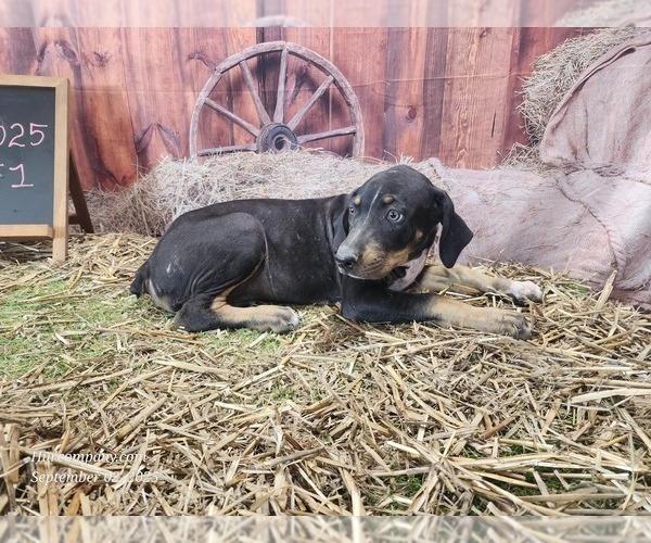 Medium Photo #6 Catahoula Leopard Dog Puppy For Sale in CUMBY, TX, USA