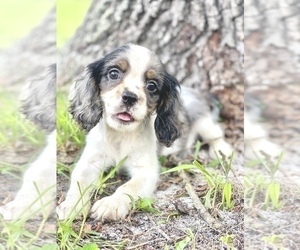 Cavalier King Charles Spaniel Puppy for sale in SAINT CLOUD, FL, USA