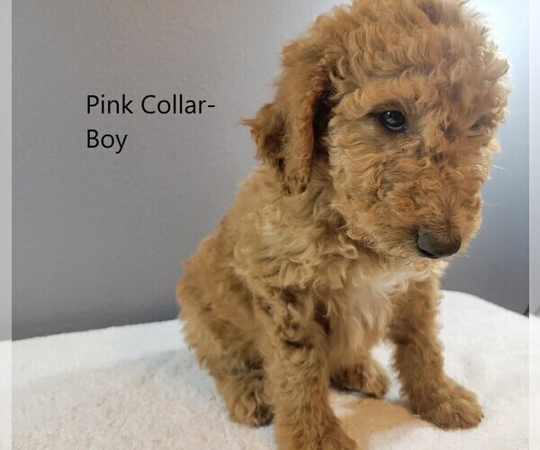 Medium Photo #3 Goldendoodle Puppy For Sale in SCAPPOOSE, OR, USA