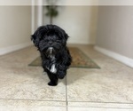 Small #3 Morkie