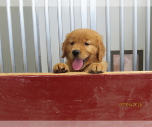 Medium Golden Retriever
