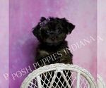 Small Photo #7 Yorkipoo Puppy For Sale in WARSAW, IN, USA