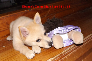 Schipperke Puppy for sale in SEYMOUR, MO, USA