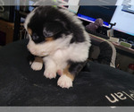 Small Photo #3 Australian Shepherd Puppy For Sale in ANDERSON, IN, USA