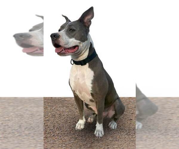 Medium Photo #3 American Pit Bull Terrier-Unknown Mix Puppy For Sale in Chandler, AZ, USA