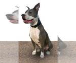 Small Photo #3 American Pit Bull Terrier-Unknown Mix Puppy For Sale in Chandler, AZ, USA